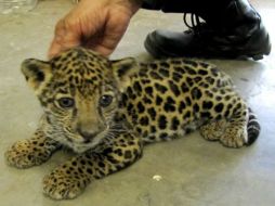 El animalito fue llevado al Zoológico de Culiacán. ESPECIAL /