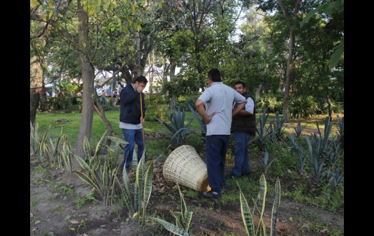 Se plantaron cuatro laureles de la India y un guamúchil.  /