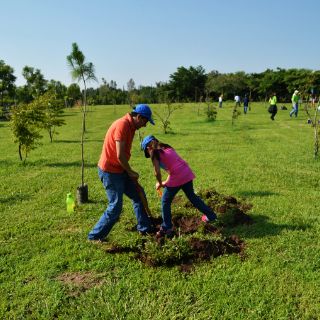 Plantan 100 pinos en el Parque Metropolitano