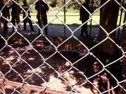 El responsable de los animales no contaba con la autorización emitida por la Semarnat. Foto tomada de @PROFEPA_Mx ESPECIAL /