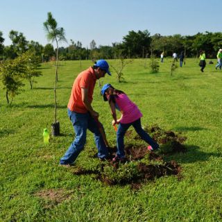Reforestación urbana, clave contra el calor