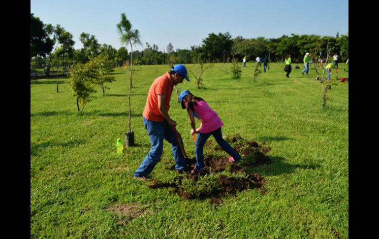 Expertos urgen a realizar un programa metropolitano de reforestación en las zonas donde se presenta un mayor déficit de árboles. ARCHIVO /