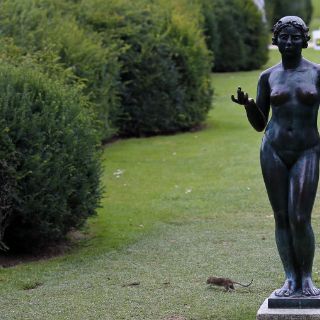 Ratas se pasean en los jardines del Louvre