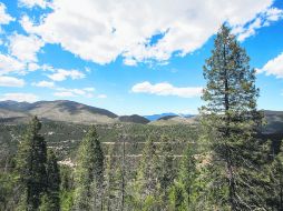 Oportunidad. Alrededor de 60% del territorio de Jalisco está cubierto de bosques.  /