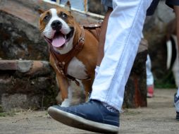 No pasees a tu mascota en horas demasiado calurosas, y siempre lleva agua para hidratarlo y mojar su pelaje. ARCHIVO /