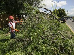 Los vecinos muestran su molestia por el retiro de 232 árboles del camellón de Federalismo. ARCHIVO /