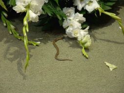 Protección civil acudió a las inmediaciones para tomar al reptil que se encontraba en los arreglos florales. SUN /