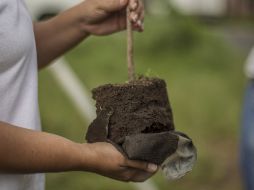 Mencionan que las reforestaciones se realizan anualmente en el verano para parovechar el temporal de lluvias. ARCHIVO /