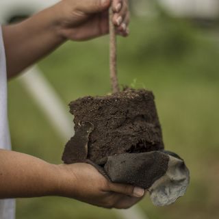 Lafayette suma 70 árboles a la ciudad