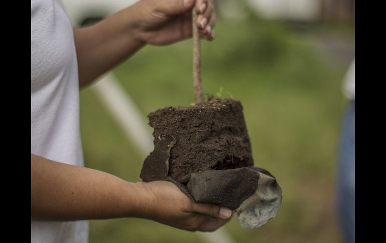 Mencionan que las reforestaciones se realizan anualmente en el verano para parovechar el temporal de lluvias. ARCHIVO /