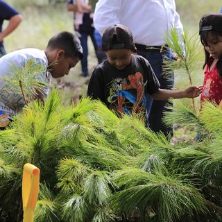 Plantan tres mil árboles en La Primavera