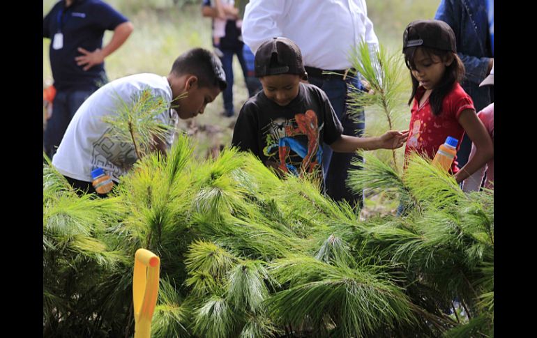 Extra ha plantado más de siete mil árboles en distintos puntos de la ciudad.  /