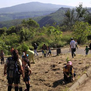 Buscan plantar 13 millones de árboles en Jalisco