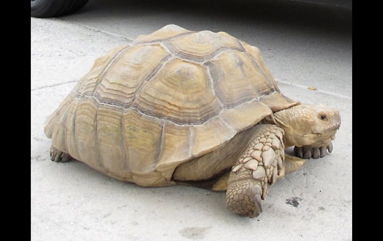 Las tortugas gigantes no son especies endémicas en el área de Los Angeles. AP /