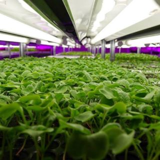 Panasonic entra al mercado de verduras en Asia