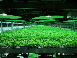 Vista general de una plantación de tabaco, usada para la elaboración del suero experimental contra el ébola. EFE /