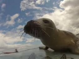 El pequeño animal se acercó a los surfistas para jugar con ellos. ESPECIAL /