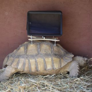 Museo que exhibe tortugas cargando iPads crea controversia