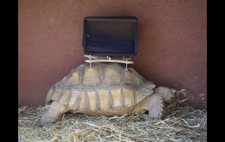 Las iPads están sobre una montura pegada con una resina utilizada para colocar dispositivos de rastreo en animales silvestres. AP /