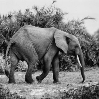 Pareja escapa de ataque de elefantes en Zimbabwe