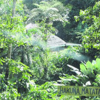 Aventurarse en la selva es… ¡ Hakuna Matata !