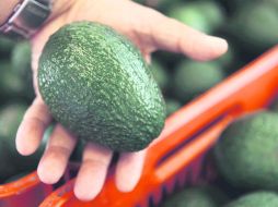 Aguacate mexicano. El segundo destino de mayor importancia para este fruto es Japón.  /