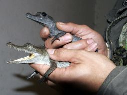Se rescatan siete cocodrilos que se encontraban en una represa cerca de la carretera a Morelia, uno de ellos alcanza 80 centímetros. ARCHIVO /
