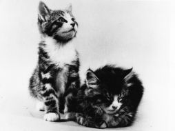 En general, los felinos domésticos son mascotas cariñosas e independientes. ARCHIVO /