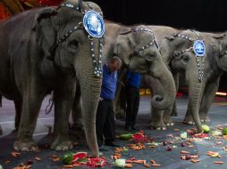 Once estados de la república mexicana prohiben los espectáculos con animales, sumándose Jalisco a la lista. ARCHIVO /
