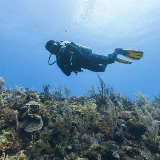 Toman vistas en 360 de arrecifes y vida submarina