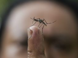 Hasta el momento no existe ningún tratamiento específico ni vacuna homologada en contra del chikungunya. ARCHIVO /