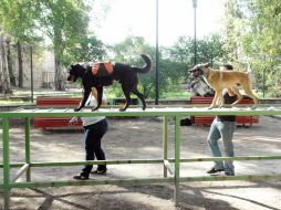 Las actividades con motivo del Día del Veterinario concluirán el próximo miércoles 20 de agosto. ESPECIAL /