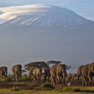 Elefantes, con más riesgo de extinguirse de lo que se estimaba