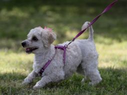 Asociaciones protectoras de animales afirman que las medidas son retrógradas y atentan contra el desarrollo de las especies.  /