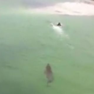 Cocodrilo acecha a turista en Yucatán