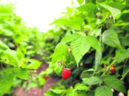 Oportunidad. Los berrys como arándanos y fresas tendrán un fuerte crecimiento con la reforma al campo.  /