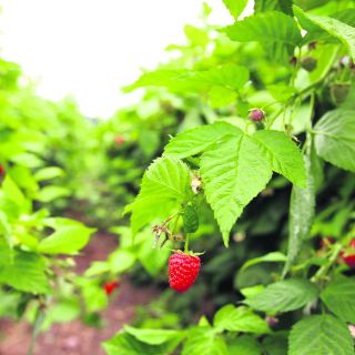 Destacan potencial del agro de Jalisco