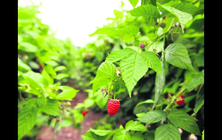 Oportunidad. Los berrys como arándanos y fresas tendrán un fuerte crecimiento con la reforma al campo.  /