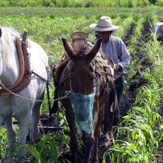 Urge reorientar subsidios al campo: FAO