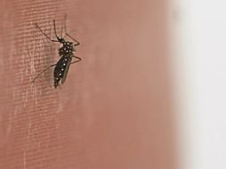 Los casos de chikungunya pueden confundirse con el dengue, sin embargo, su letalidad es menor al dengue. ARCHIVO /