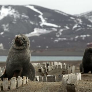 Las focas introdujeron la tuberculosis en América