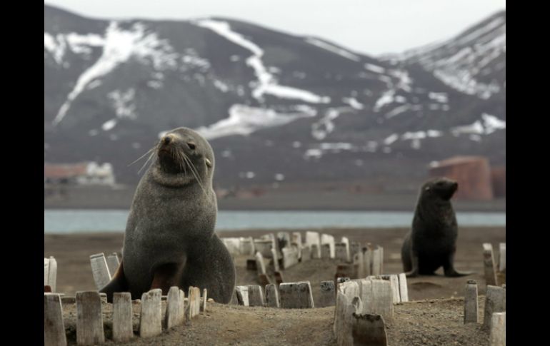 La carne y grasa de estos animales fue fuente de alimento y refugio para los humanos hace mil años. ARCHIVO /
