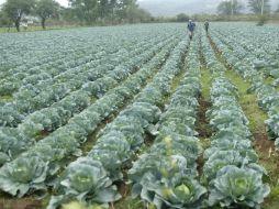 Las actividades primarias se incrementan en el sexto mes del año, gracias al avance en la agricultura. ARCHIVO /