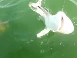 Decidieron grabar para mostrar lo que el pez 'Mero' gigante les había quitado ese día. ESPECIAL /