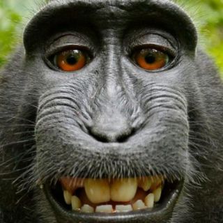 'Selfie' de mono, sin derechos de autor