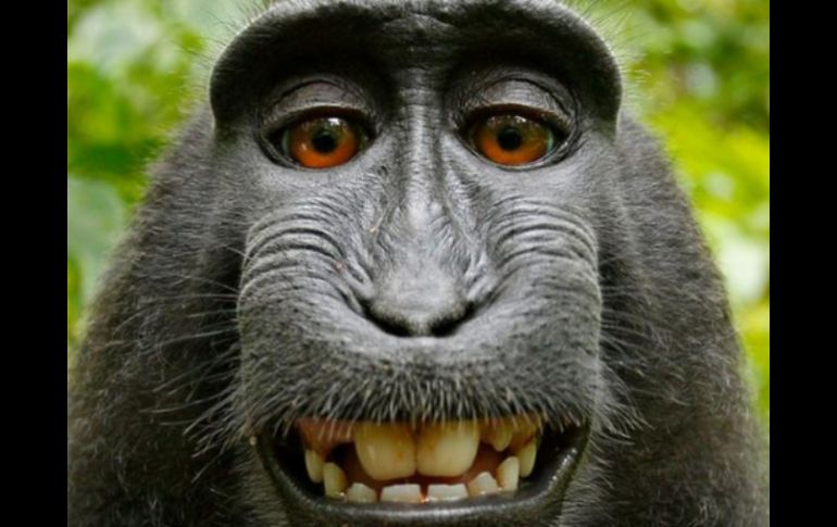 El animal se toma a sí mismo una fotografía mientras juega con la cámara del fotógrafo David Slater. ESPECIAL /