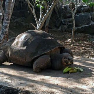 Muere la tortuga gigante 'Pepe, el misionero'