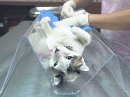 Capacidad. El nuevo nosocomio para animales podrá atender más de 45 mil casos al año.  /