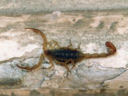 La SSJ tiene como meta mantener el descenso de la mortalidad por picadura de alacrán y mordedura de araña. ARCHIVO /