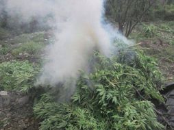 Las plantas incineradas tenían una altura de entre 100 y 150 centímetros. Tomada de @FiscaliaJal. ESPECIAL /